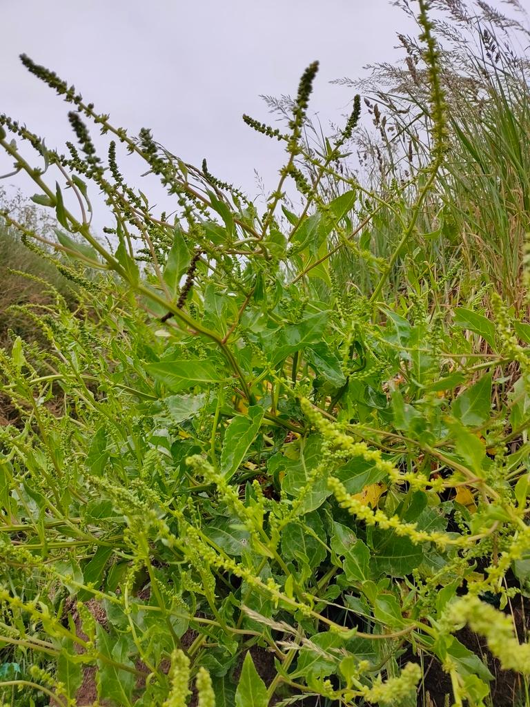BETA VULGARIS ROOT POWDER 1