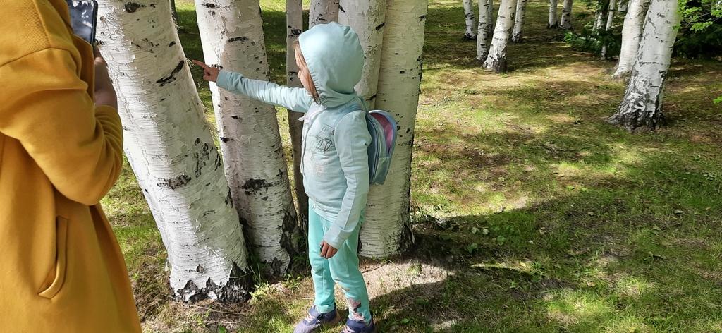 Betula Alba Juice 2