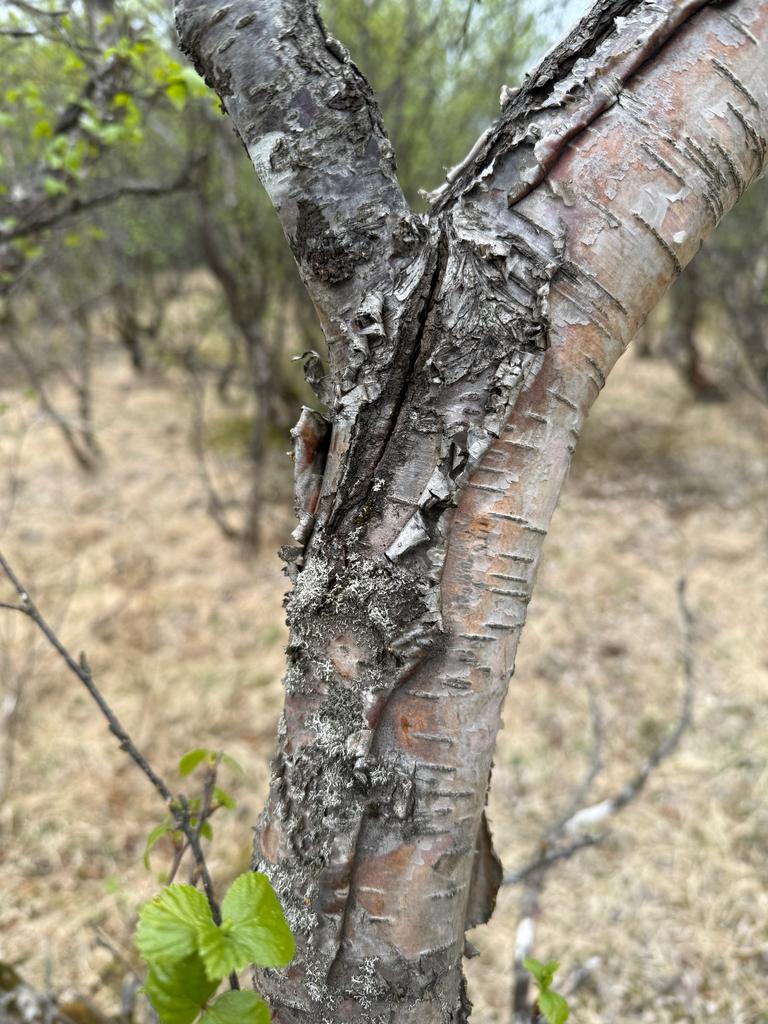 Betula Alba Juice 4
