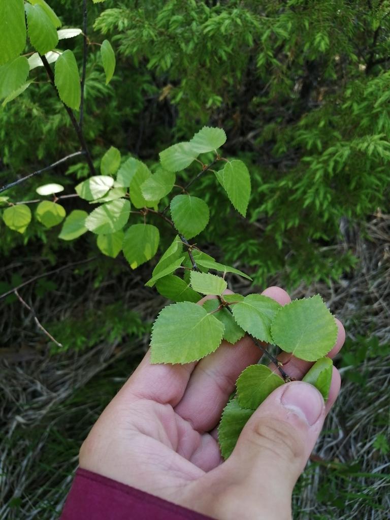 BETULA ALBA OIL 1