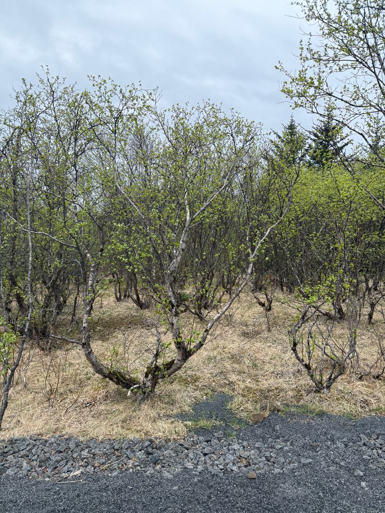 Betula Alba Leaf Extract 7