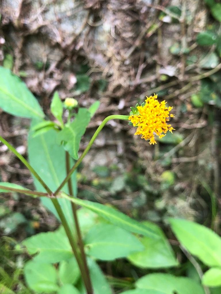 Bidens pilosa 3