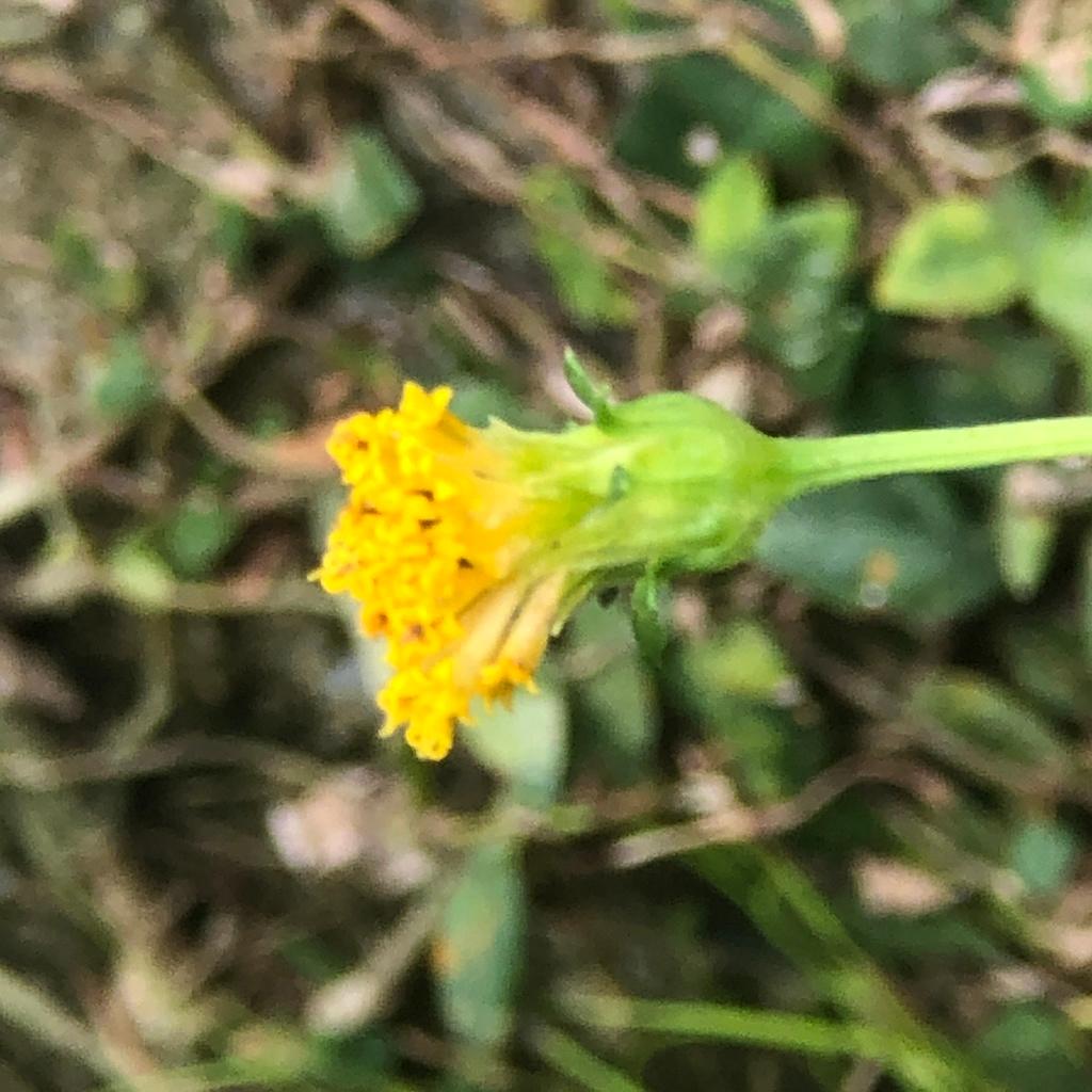 Bidens pilosa 4