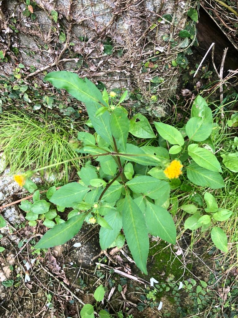 Bidens pilosa 2