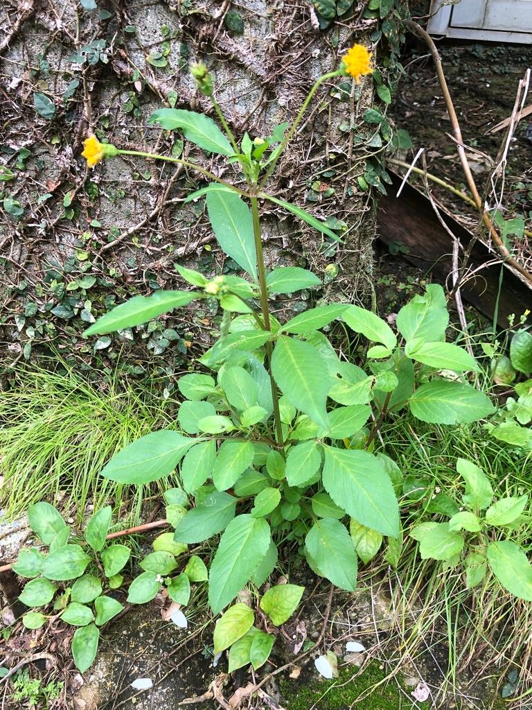 Bidens pilosa 1