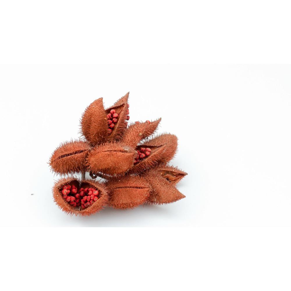 Bixa orellana (Annatto) seed extract 2