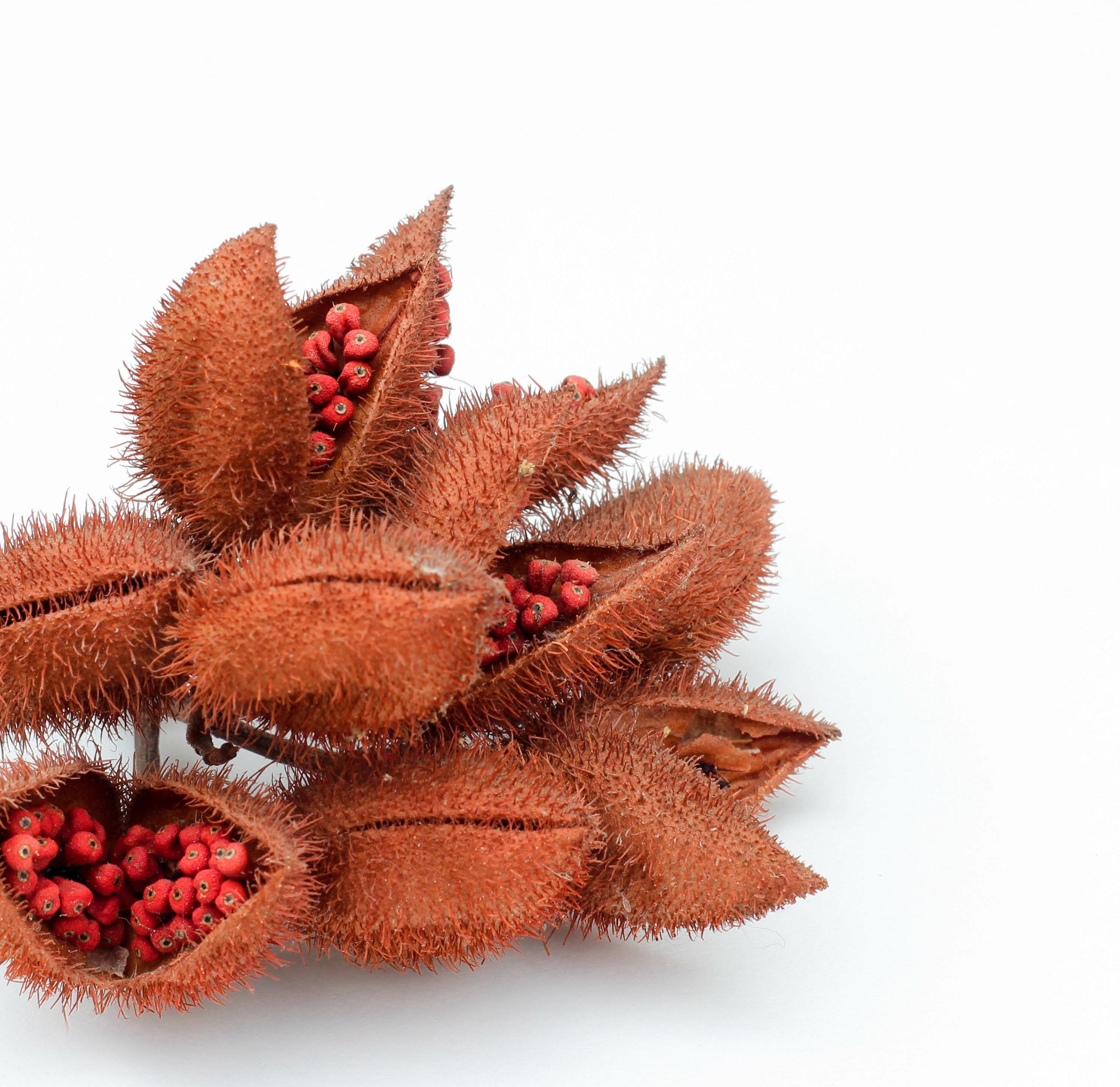 Bixa orellana (Annatto) seed extract 1