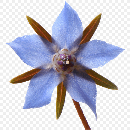 Borage Seed Oil PEG-8 Esters 2