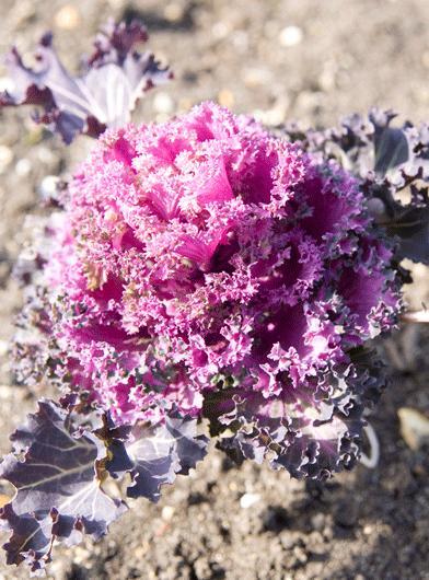 Brassica oleracea acephala seed oil 3