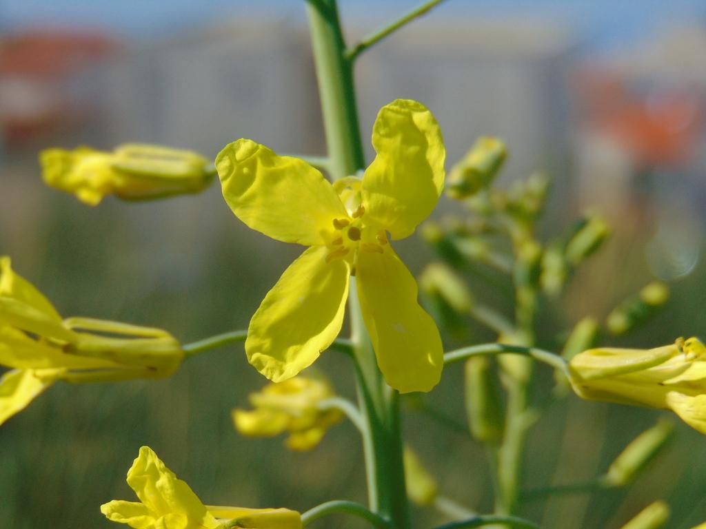 BRASSICA OLERACEA ACEPHALA SPROUT EXTRACT 1