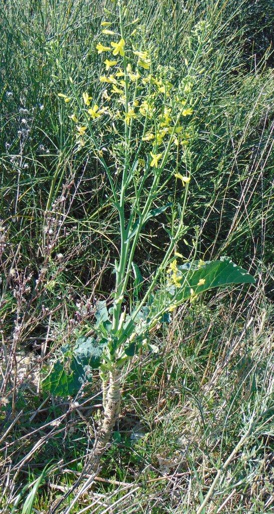 BRASSICA OLERACEA ACEPHALA SPROUT EXTRACT 2