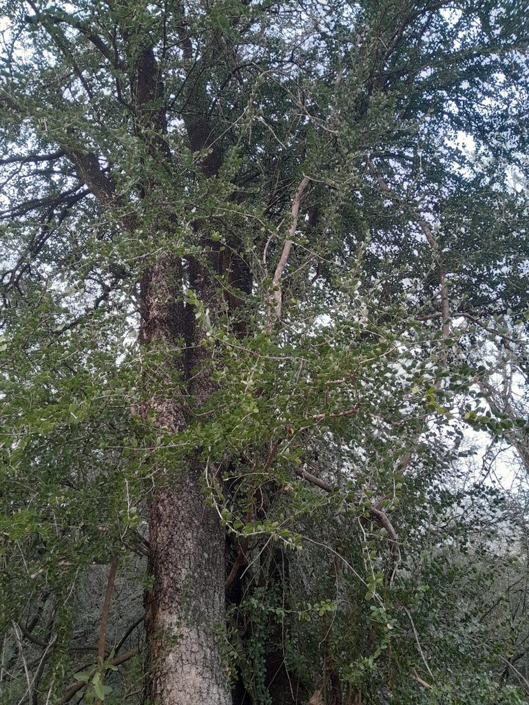 BULNESIA SARMIENTOI WOOD OIL 1