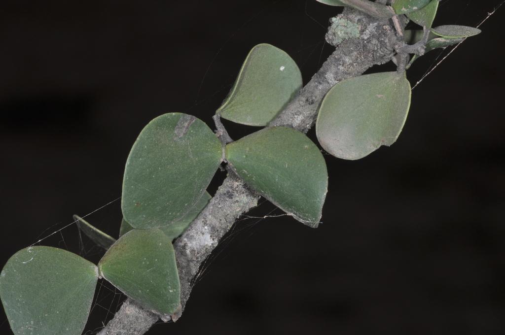 BULNESIA SARMIENTOI WOOD OIL 3