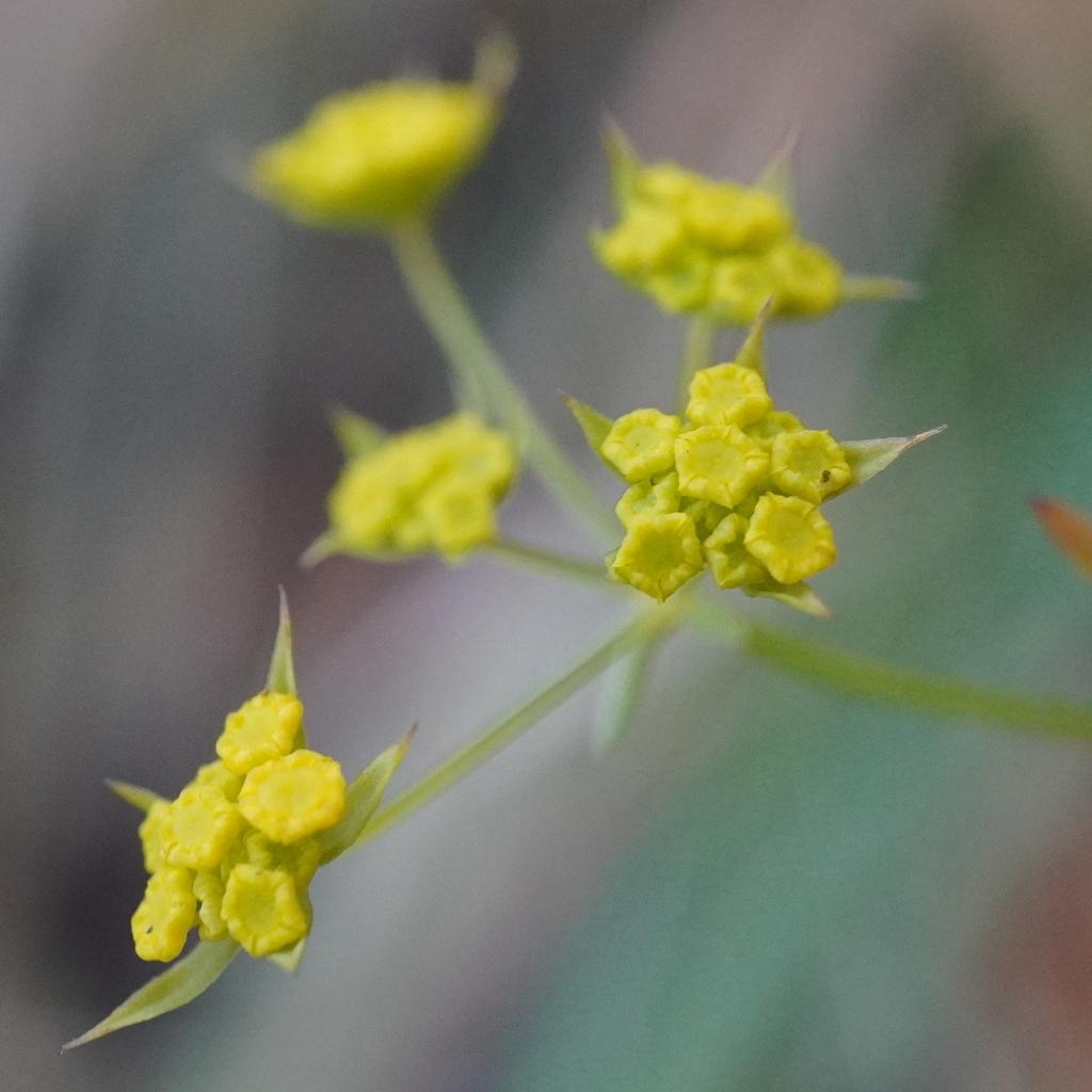 Bupleurum Falcatum Root Extract 4