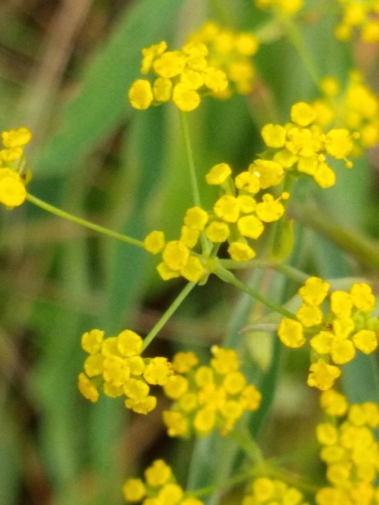 Bupleurum Falcatum Root Extract 1