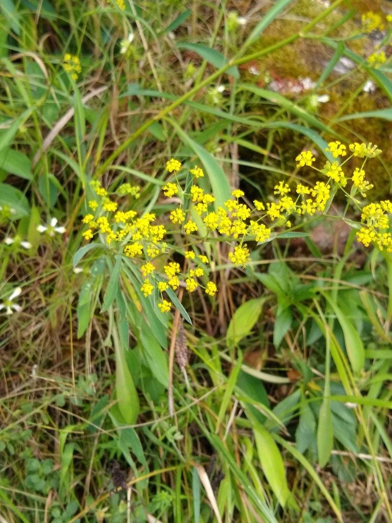 Bupleurum Falcatum Root Extract 2