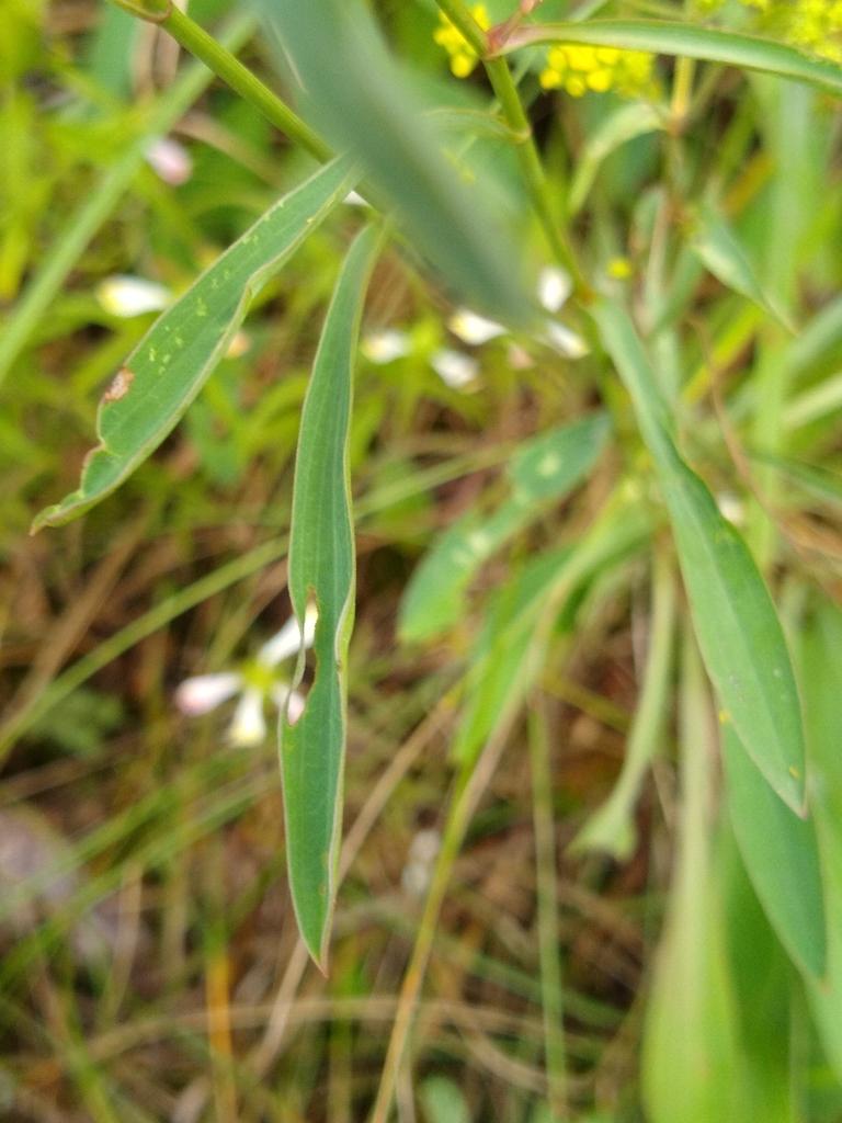 Bupleurum Falcatum Root Extract 3