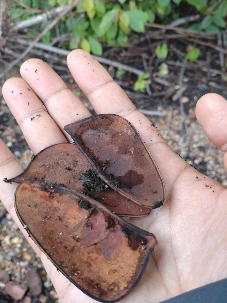 CAESALPINIA SAPPAN BARK EXTRACT 3
