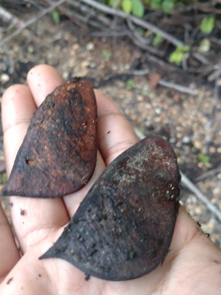 CAESALPINIA SAPPAN BARK EXTRACT 2
