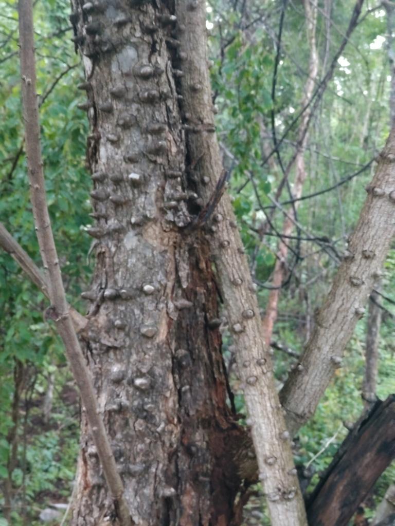 CAESALPINIA SAPPAN BARK EXTRACT 1