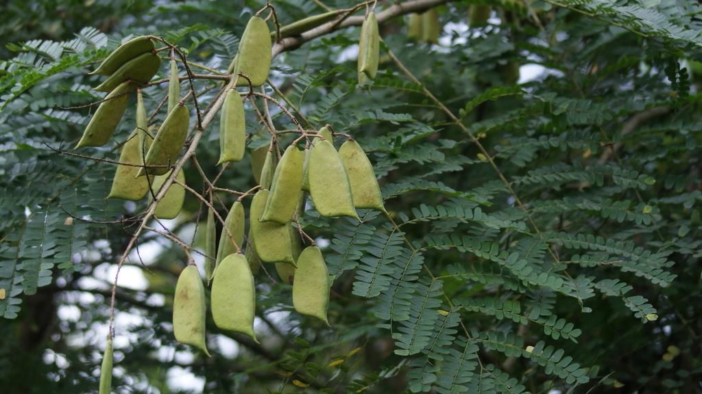 CAESALPINIA SAPPAN BARK EXTRACT 4