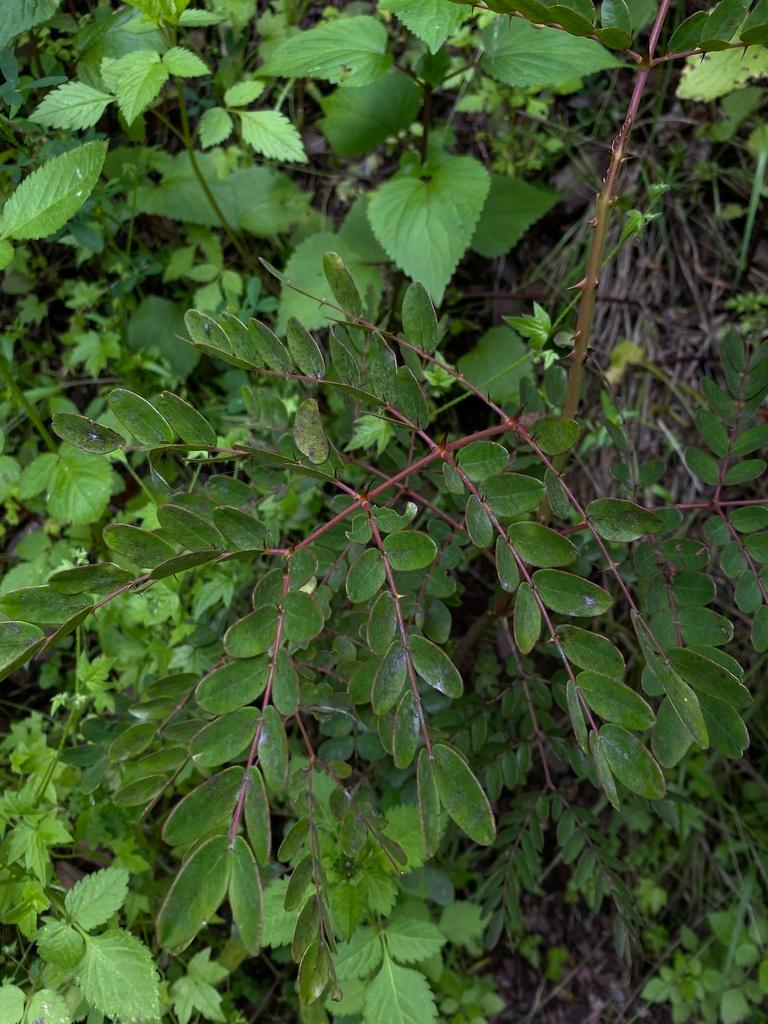 Caesalpinia Spinosa Fruit Extract 1