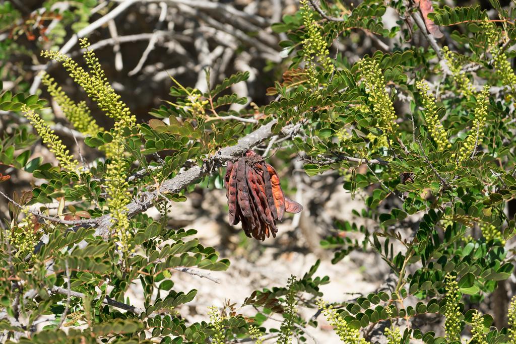 Caesalpinia Spinosa Fruit Extract 2