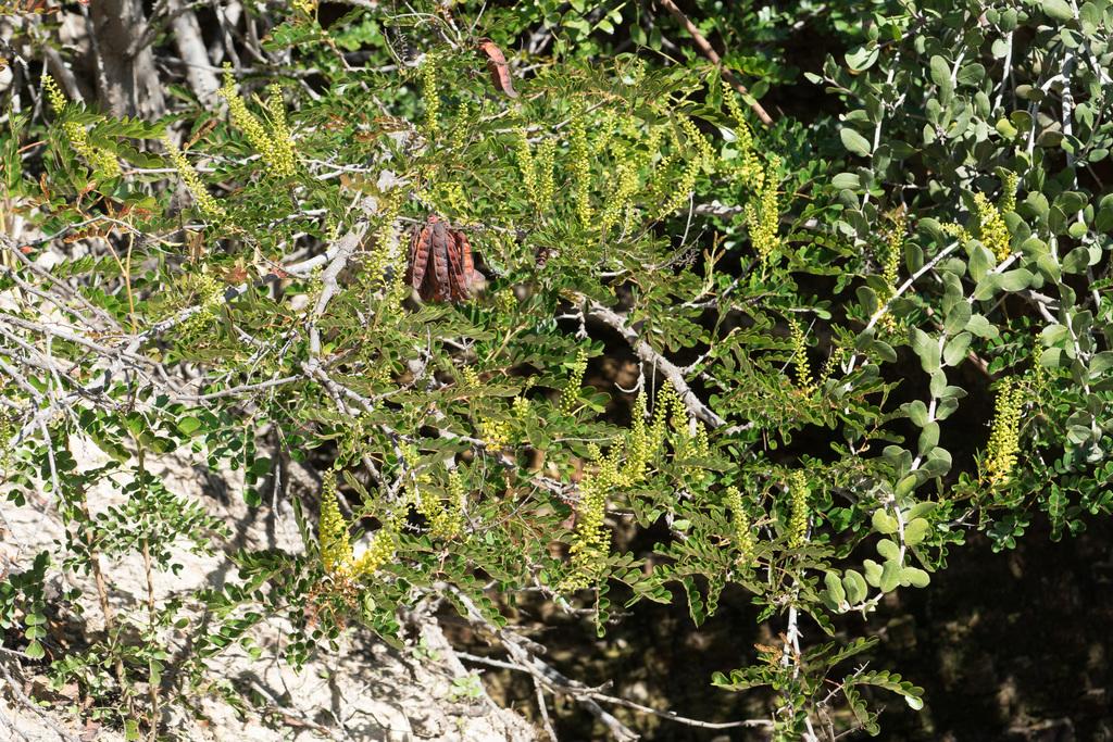 CAESALPINIA SPINOSA FRUIT POD EXTRACT 3