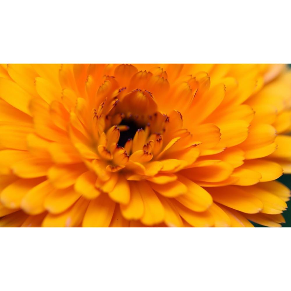 Calendula officinalis flower extract 2