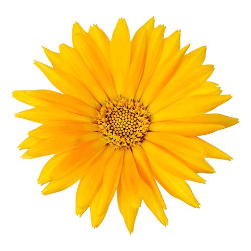 Calendula 1