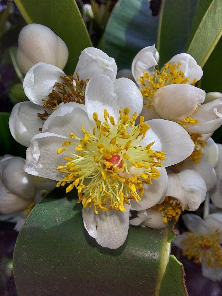 CALOPHYLLUM INOPHYLLUM SEED OIL 1