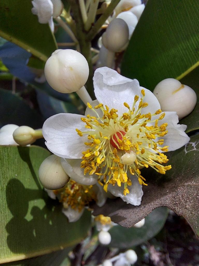 CALOPHYLLUM INOPHYLLUM SEED OIL 2