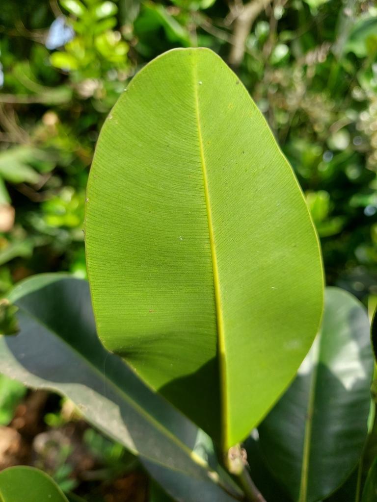 CALOPHYLLUM INOPHYLLUM SEED OIL 3