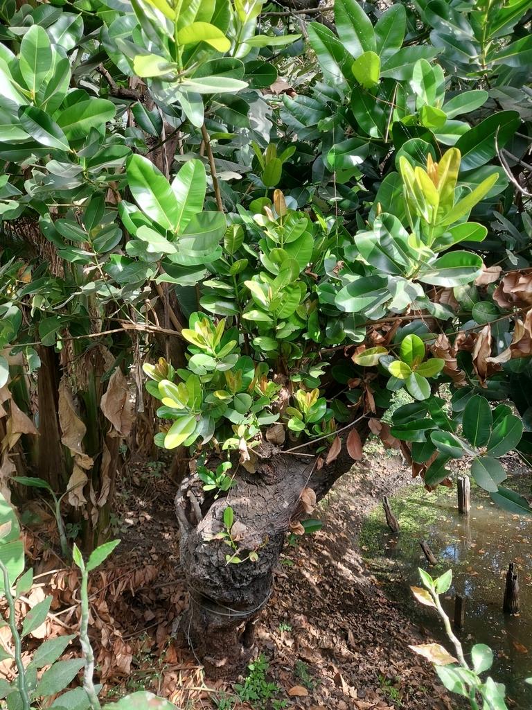 CALOPHYLLUM INOPHYLLUM SEED OIL 4