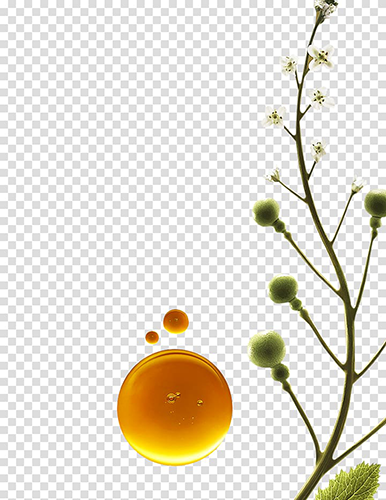 Camelina sativa seed oil 1