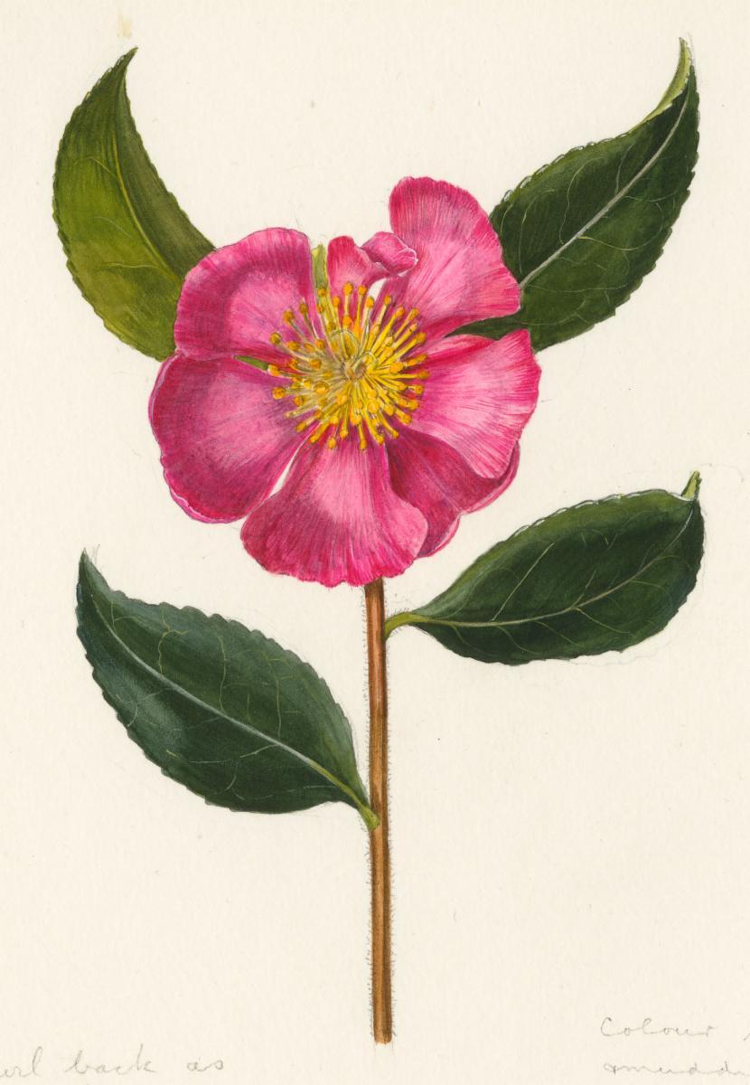 Camellia sinensis leaf extract 5