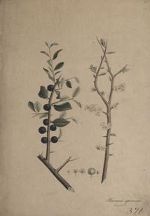 Camellia sinensis leaf extract 9