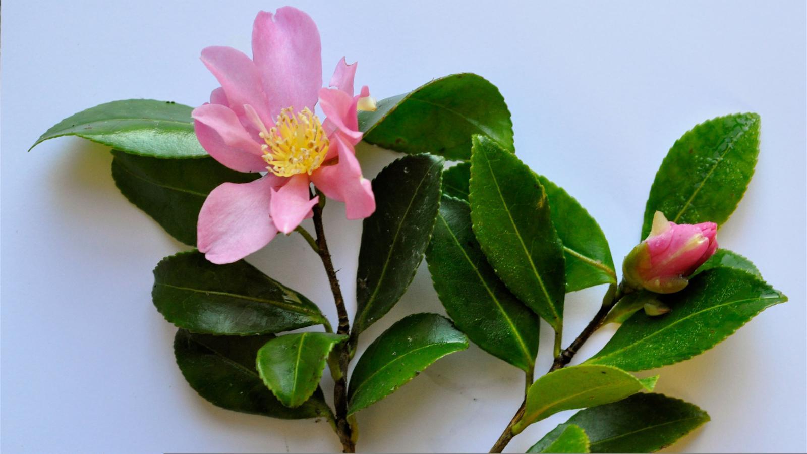Camellia sinensis leaf 4