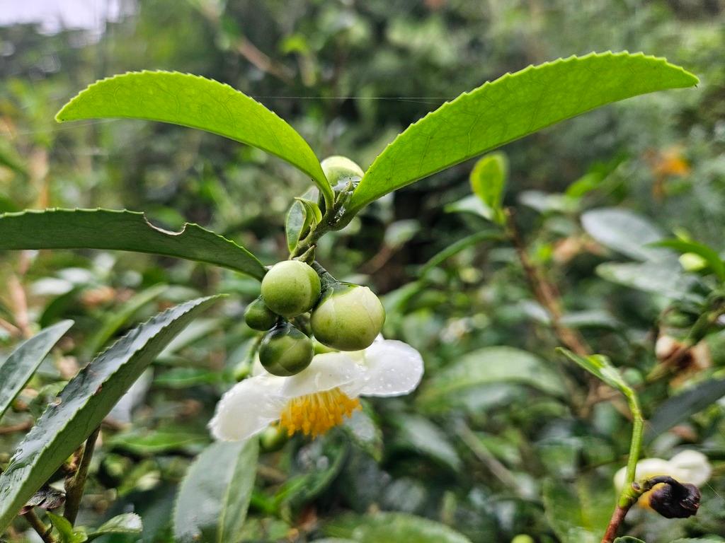 Camellia Sinensis Oil 3