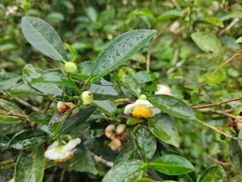 Camellia Sinensis Oil 4