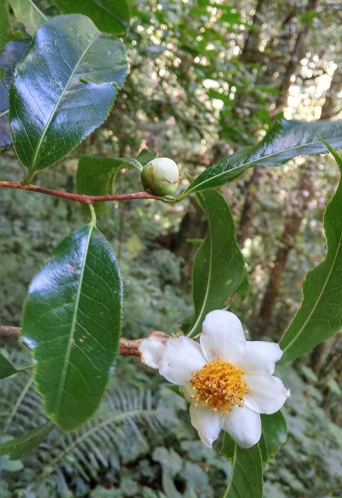 Camellia Sinensis Oil 1