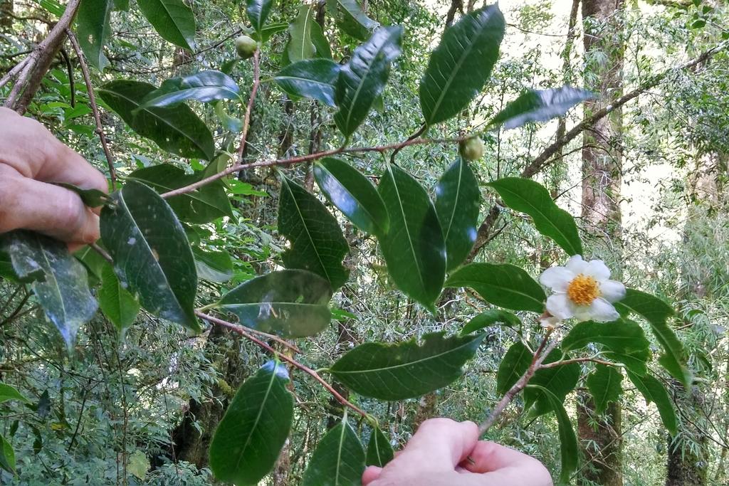 Camellia Sinensis Oil 2
