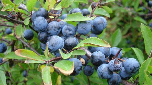 Camellia sinensis root extract 8