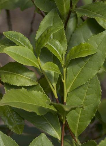 Camellia sinensis seed oil 2