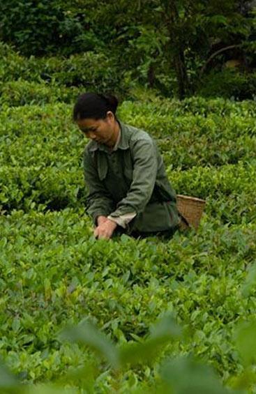Camellia sinensis seed oil 3