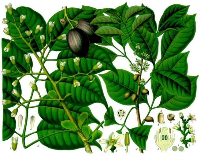 Canarium indicum seed oil 1