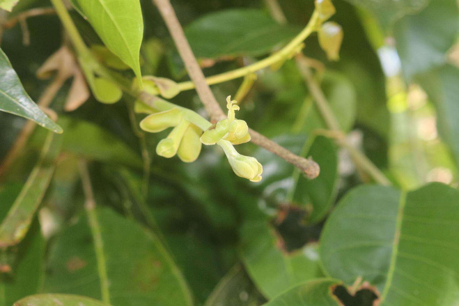 Canarium indicum seed oil 2
