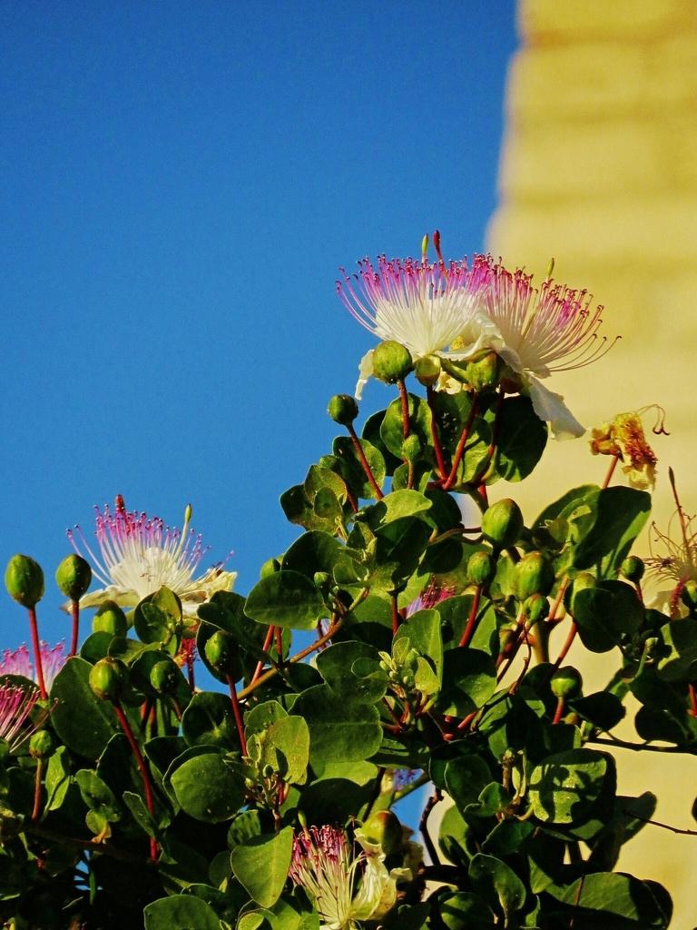Capparis Spinosa Bud Extract 3