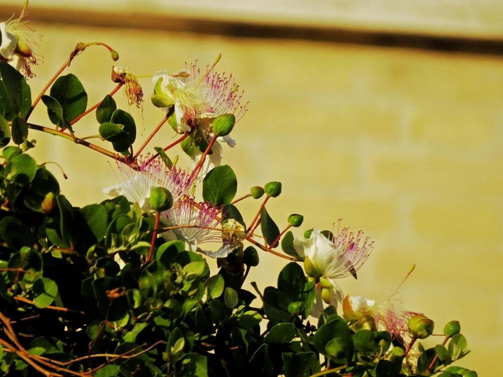Capparis Spinosa Fruit Extract 4
