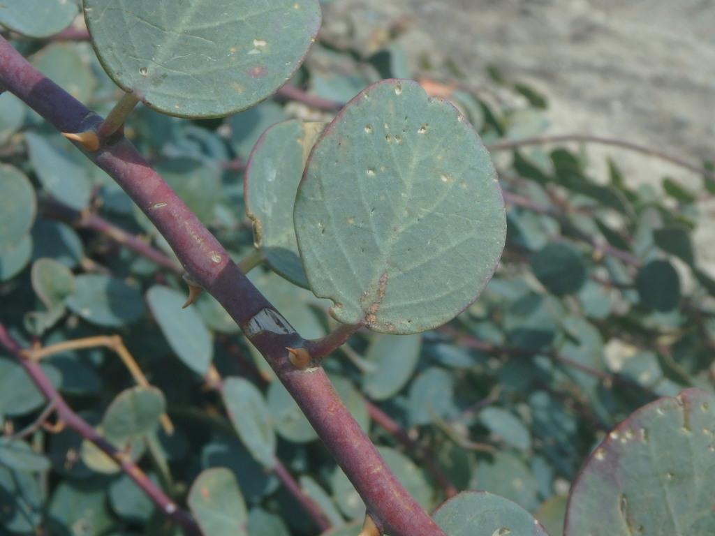 Capparis Spinosa Fruit Extract 2